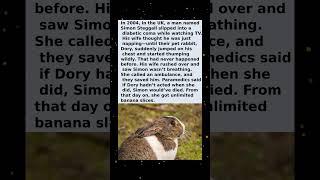The Bunny Jumped on His Chest… and Saved His Life