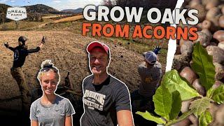 How to Grow Oak Trees from Acorns - Direct Seeding Acorns | Dream Farm w/ Bill Winke