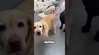 Милая Собака Случайно Бьёт Хозяина! #милыеживотные #животные