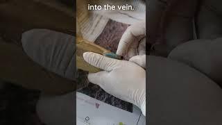 How to place an IV catheter in a dog #veterinary #clinicalskills #vetacademy #vettech #shorts #vet