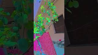 agar aapke ghar mein Tulsi ke paudhe ek se adhik Hai to