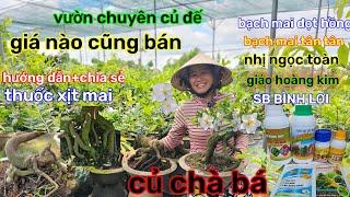 13/3️Vườn mai Cô út️mai ghép giá rẻcủ đế chà báđế nôm+đế củmức giá hợp lý