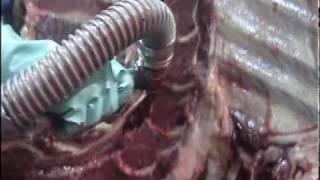 Whizard Trimmer TrimVac for the Safe Removal of Beef Spinal Cord and SRM