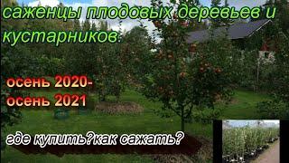 Саженцы плодовых деревьев и кустарников.Приживаемость 100%.Где купить. Как сажать.