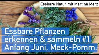 Wildkräuter Anfang Juni erkennen, sammeln & zubereiten in Mecklenburg-Vorpommern /// TEIL #1