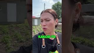 Появился жук в клубнике. Что делать?