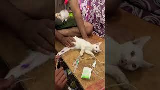 Cat virus PANLEUKOPENIA treatment full video coming soon #fpv #catviral #catcare #kittencare