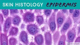 Skin Histology: Epidermis Layers (stratum basale, spinosum, granulosum, lucidum & corneum)