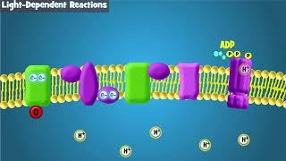 Photosynthesis Intro and Light-Dependent Reactions