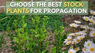 What Makes a Good STOCK PLANT for Plant Propagation?