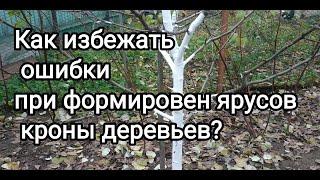 Как правильно формировать ярусы из скелетных веток на плодовых деревьев?Разреженно- ярусная крона