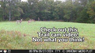 Cool trail cam video from the Missouri Ozarks