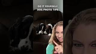 Do It Yourself Dog Photo Tips (Easy Way To Get Phone Photos)