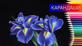 Как нарисовать цветы на чёрной бумаге цветными карандашами  Рисуем ирисы  Таймлапс