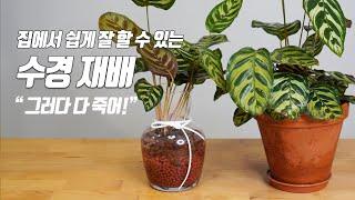 How to successfully grow houseplants hydroponically! Growing Calathea - Home Gardening