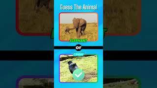 Which animal is capable of surviving in space without any special equipment? #riddles #quiz