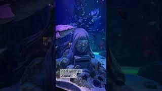 2021 Year in Japan  WishfulWalkingVideos