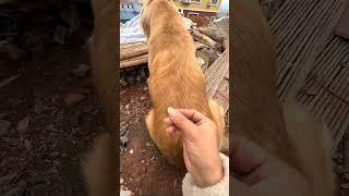 Golden RetThis golden retriever is kept silent. It loses hair twice a year and once half a year