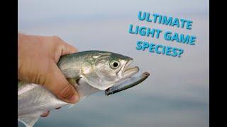 Corfu - Bluefish Fishing With Light Game LRF Lures