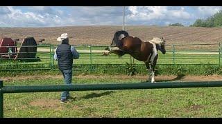 Problem Horse: Charges and Kicks at Owner 