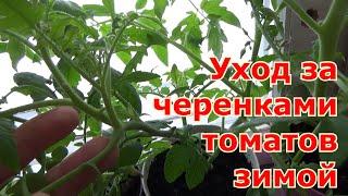 Сохранение черенков гибридных томатов зимой. Какой уход зимой за черенками томатов.