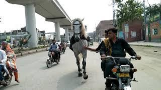 Zuljinah Murtajiz Badshah II Going for Baramdagi II Karishan Nagar