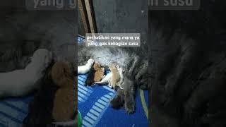 anak kucing