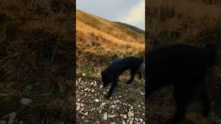 Câinii de stână #hiking #nature #travel #outdoors #calatorii #goodmood #sheepdog