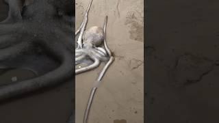Этот осьминог сломал интернет #shorts #история