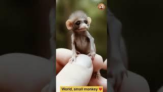 The smallest monkey in the world#funny #funnyanimal