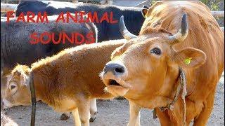 REAL FARM ANIMAL SOUNDS WITHOUT MUSIC, for children and parents - cow mooing for kids, Kuh muht