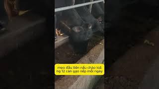 3 Mẹo Của Người Trung QUốc Nuôi Bò Lớn Nhanh #agriviet #nuoibo #nuoibovobeo #channuoibo #bogiong #bo