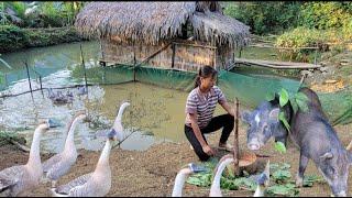 17 year old girl builds fence to raise pigs