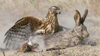 Northern goshawk is the king of the forest! Slayer of hares, squirrels and pheasants!