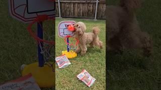 Kevin #poodle #cutedogs #cutedogtricks #dogsplaying #tricks