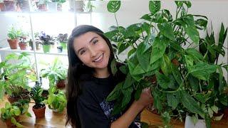 Houseplants Repotted For The Summer