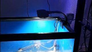 20 Gallon Aqueon Clip on LED lighting review