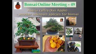 Aberia caffra (Kei Apple) - Another Unknown species for Bonsai