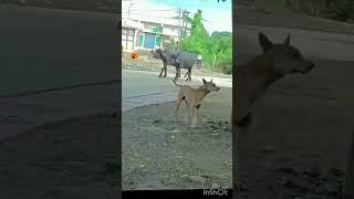 Funny video #shorts#Bikram vlog and short world