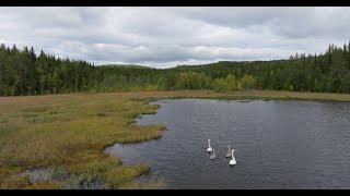 Blix in Europe presents - Autumn comes to the marshes of Fall, Norway - 2022