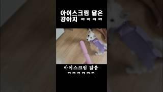 아이스크림 닮은 강아지 ㅋㅋㅋㅋㅋ #믹스견 #뽕이