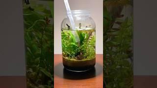 Building a jar aquarium ecosystem #fishtank #plants #aquarium #diy