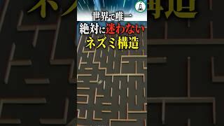 世界で唯一絶対に迷わないネズミ構造　#ゆっくり解説 #雑学 #科学