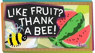 Like Fruit? Thank a Bee!