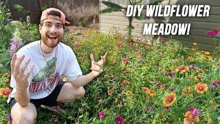 How To Create A Wildflower Meadow in 1 Year!! Native Garden Makeover! DIY No Lawn