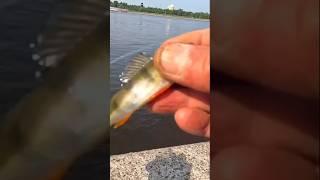 #рыбалка #2025 #клюет #окунь #ёрш #fishing #fish #