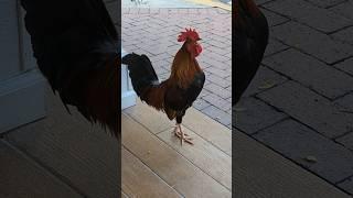  Cock-a-doodle-doo  Rooster to wake you up!  Key West