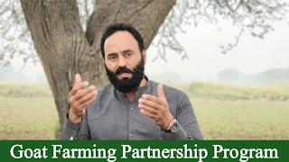 Goat Farming Partnership Program | Chakwal Goat Farm | Chaudhary Majid Shabbir |