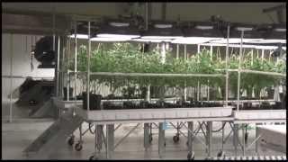 Growing Marijuana: Inside Medical Cannabis Grow House