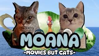 CAT MEME MOVIE: MOANA FULL MOVIE RECAP